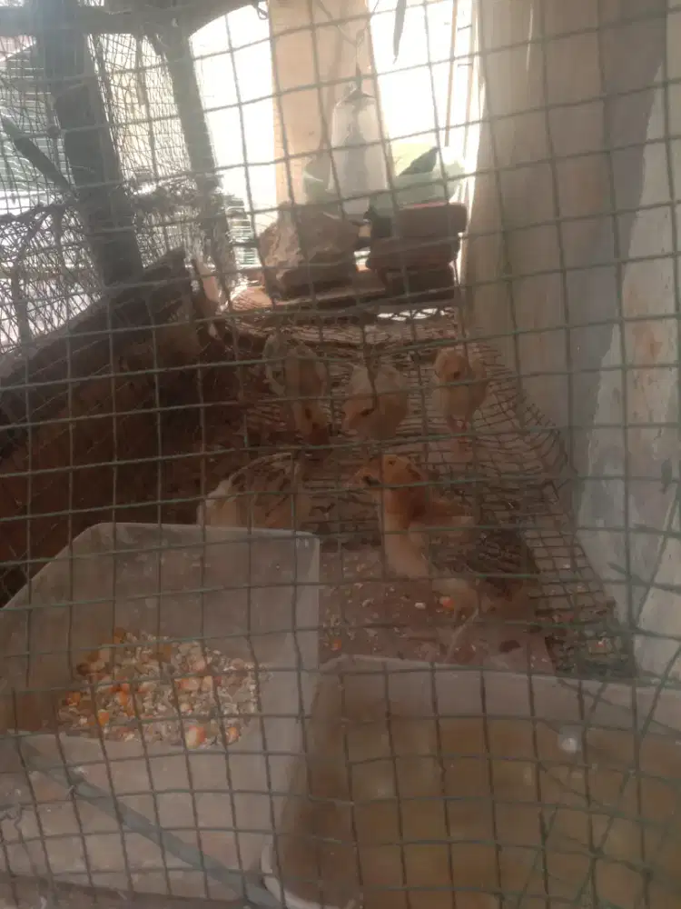 Jual pranakan ayam hutan