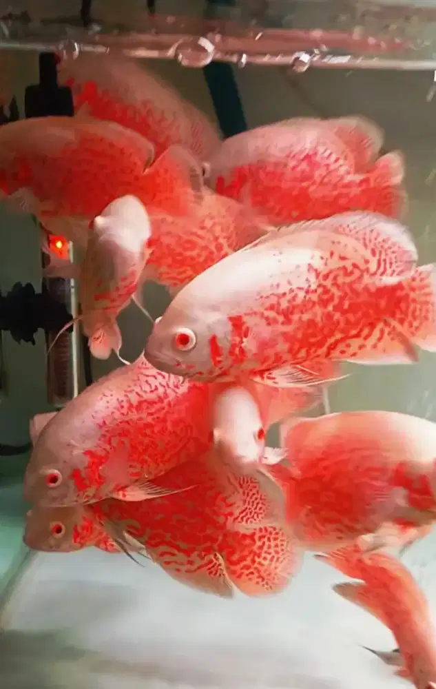 Ikan oscar albino red leopard good marking