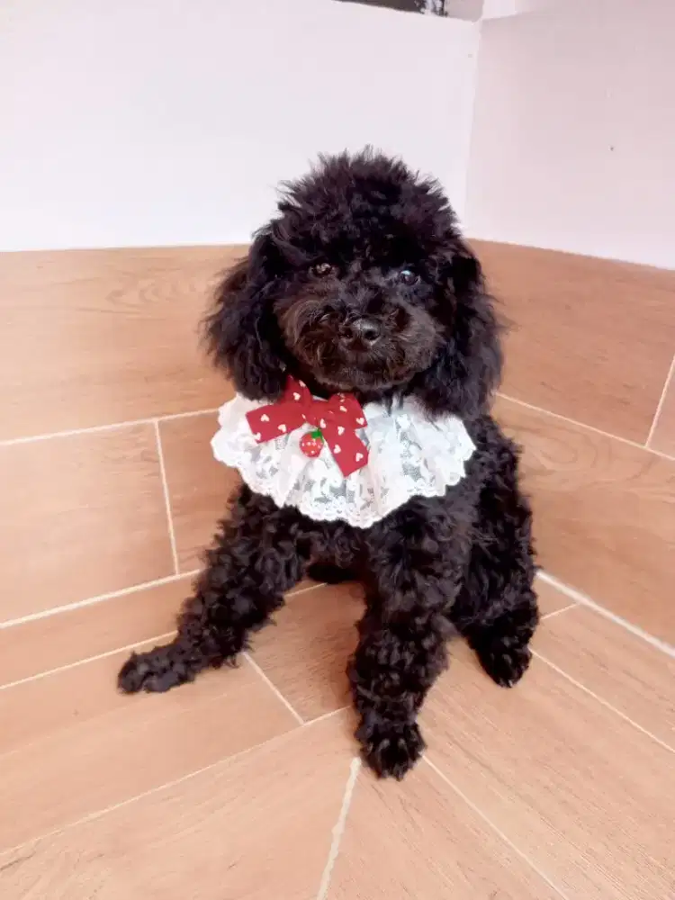 Open adopt puppies black poodle