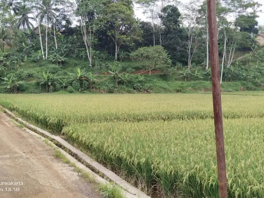 AIR SUNGAI BESAR || SAWAH PRODUKTIF & 500M² KE JALAN NASIONAL