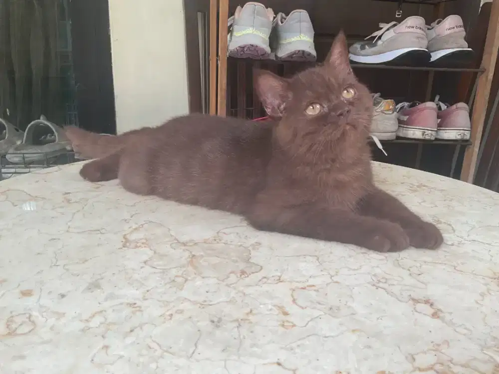 Bsh coco carrier cinamon 4 bln jantan