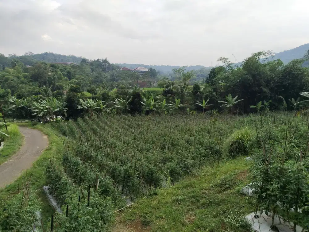 Jual Cepat Tanah Subur : Air Normal, View Bagus, Sejuk || PARIWISATA