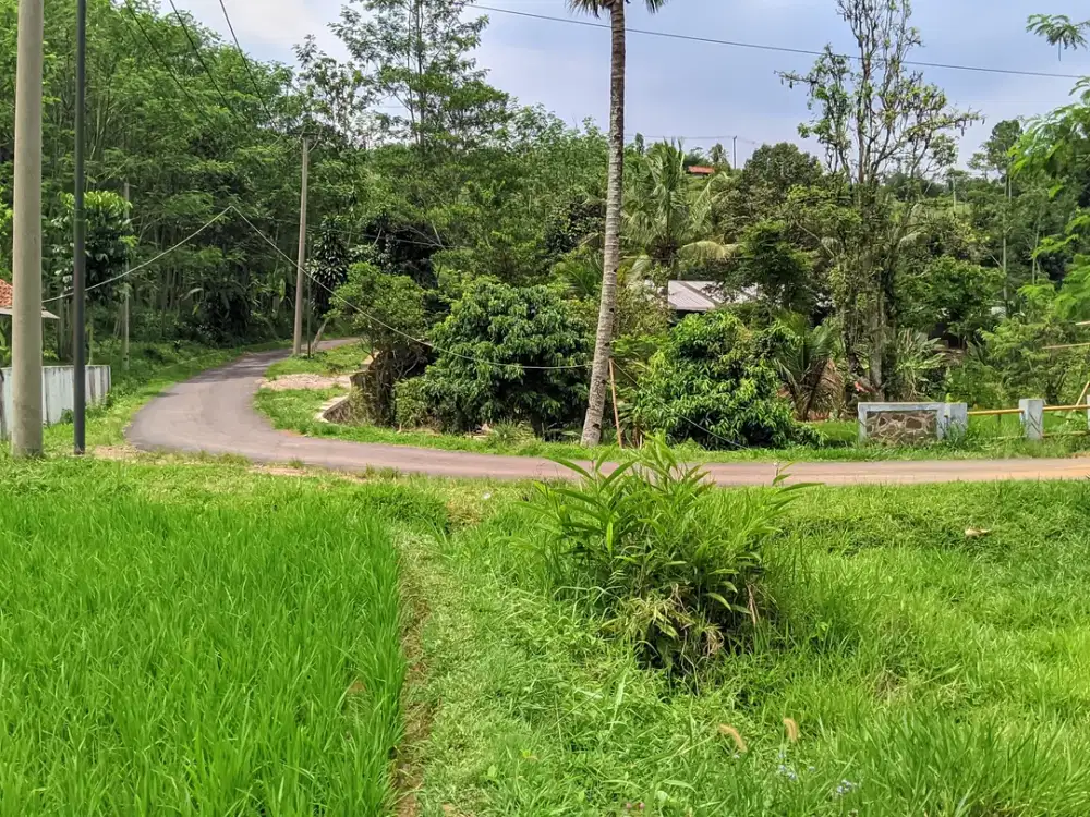 SAWAH UNTUK VILA || PRODUKTIF 3X PANEN