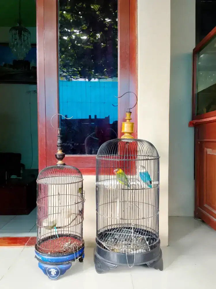 3 burung termurah fullset