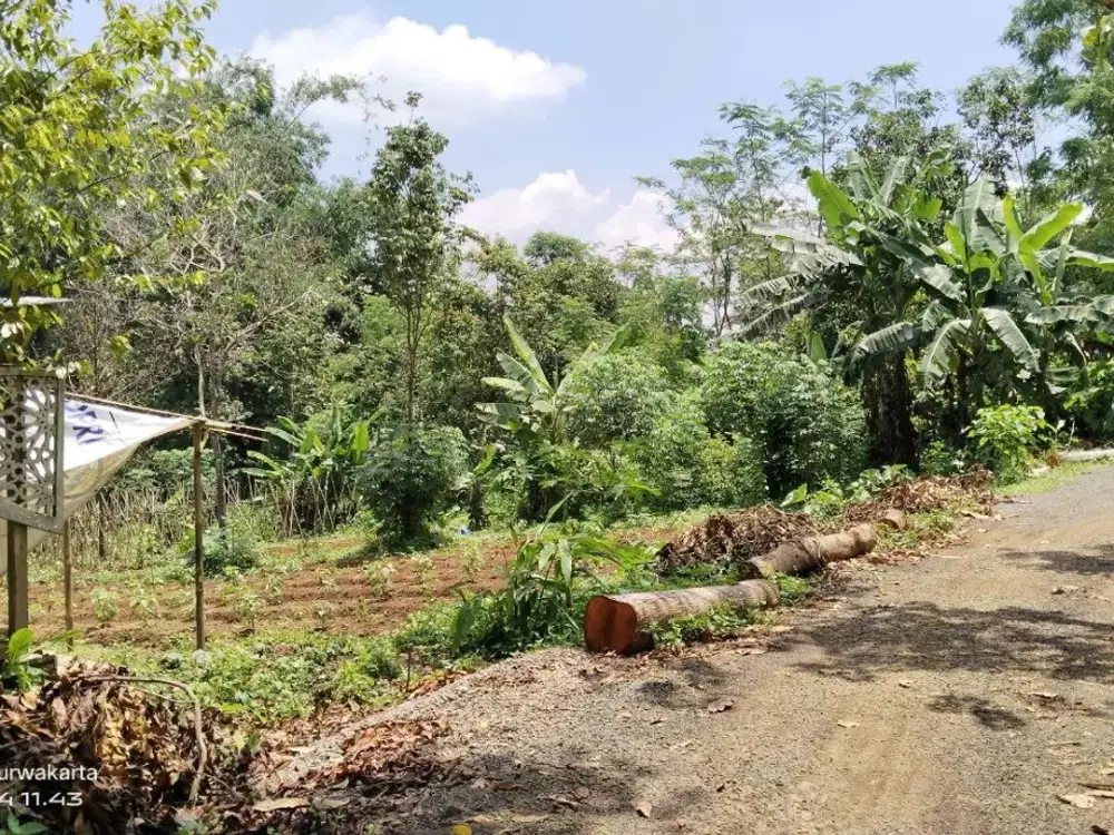 KEBUN DI PEDESAAN  DEKAT RUMAH WARGA   AKSES MOBIL