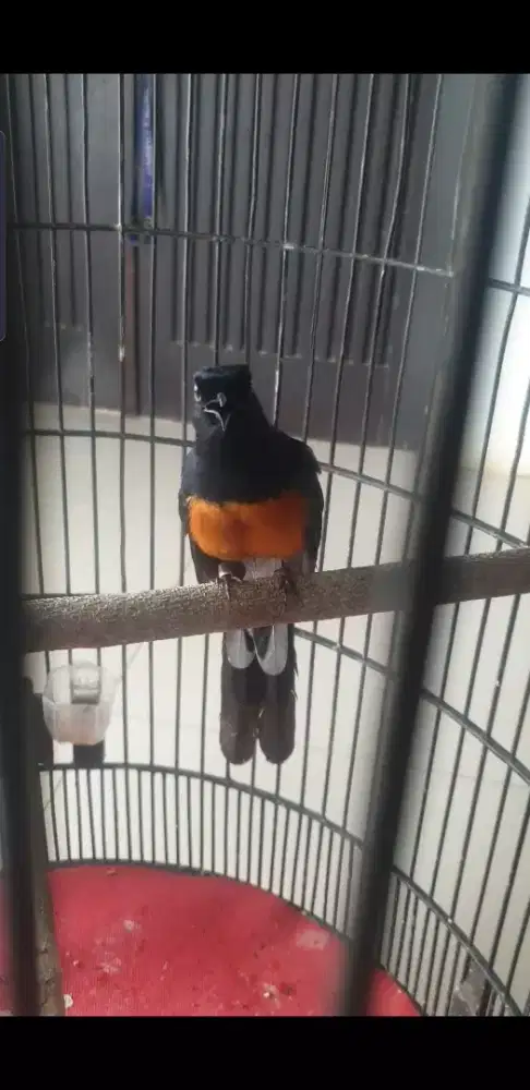 Murai 3 larasan ekor 19 cm fullset