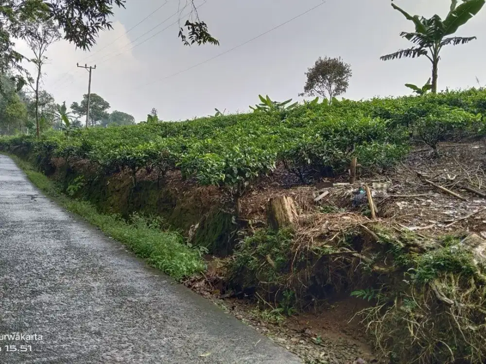 KEBUN TEH HIJAU  || 1 KM DARI JL. RAYA WANAYASA PURWAKARTA.