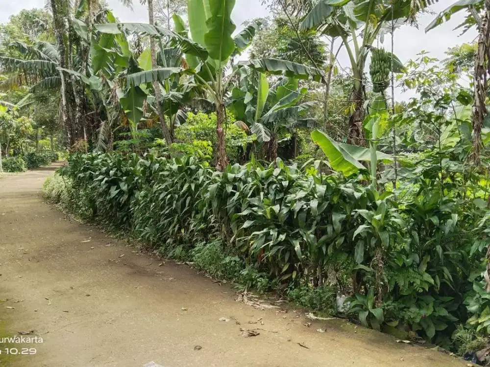 TANAH KEBUN  DIJUAL MURAH   UNTUK VILA, RUMAH, GUDANG DLL.
