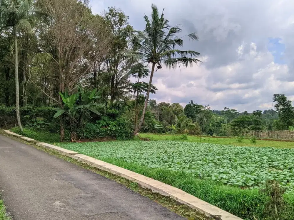 Jual Kebun Dan Sawah Di Dekat Pegunungan | 778 MDPL