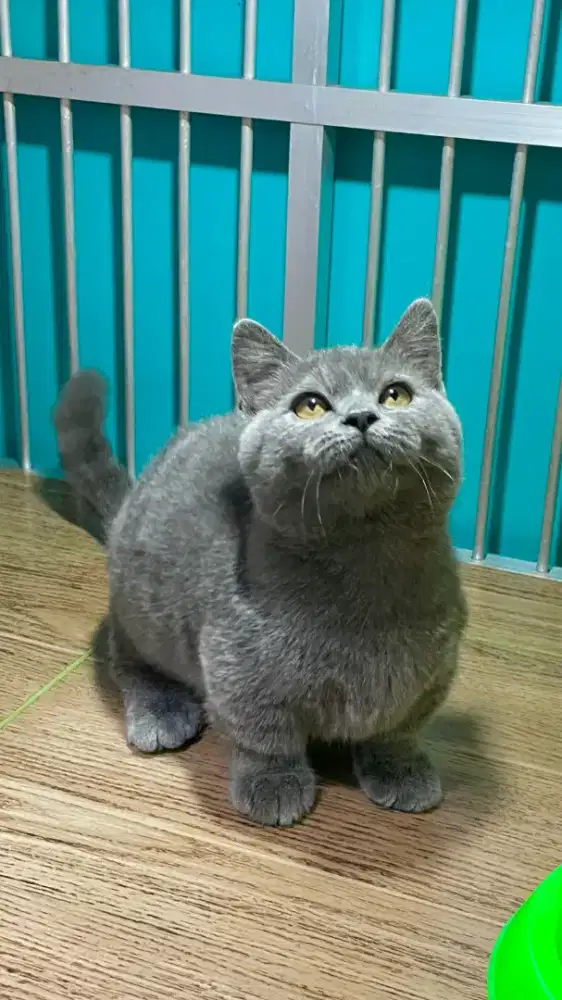 Bsh munchkin kitten jantan