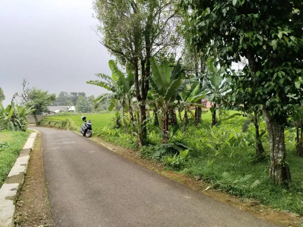 Jual Kebun Dan Sawah | 778 MDPL | Udara Sejuk Tanah Subur