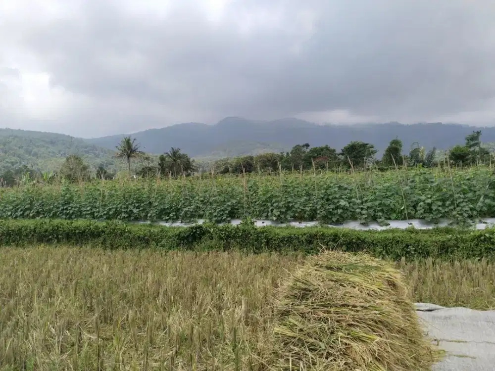 KEBUN DAN SAWAH DI KAWASAN WISATA WANAYASA | VIEW GUNUNG.
