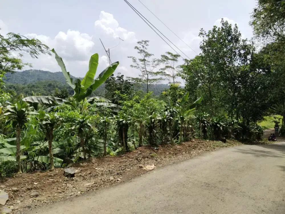 Jual Kebun : Durian, Manggis, Pete, Jengkol, Nangka, Dukuh, Rambutan