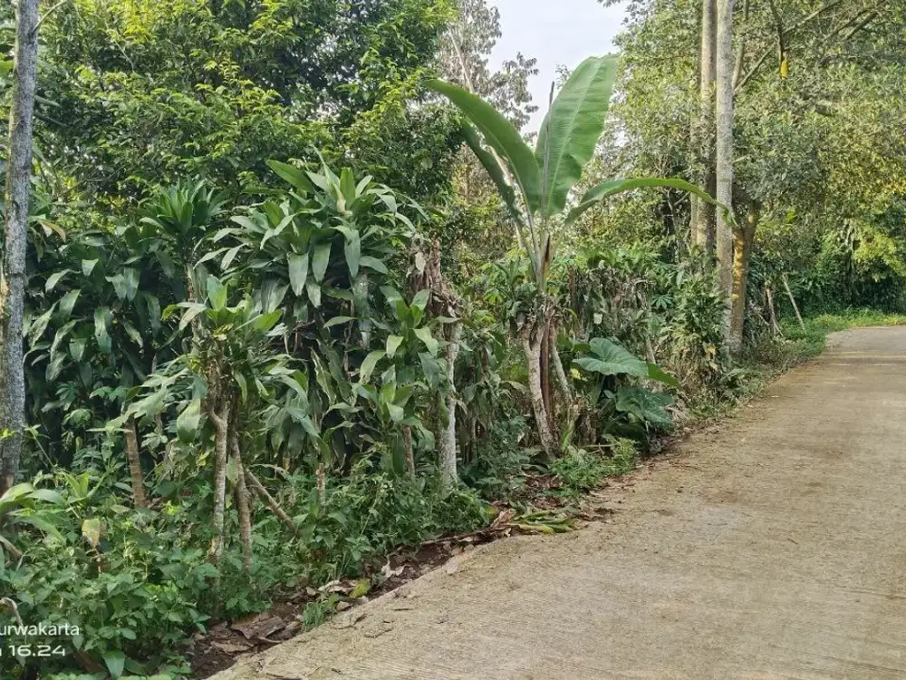 1 KM KE JL. UTAMA   3 KM KE GERBANG TOL  DURIAN, MANGGIS, PALA DLL