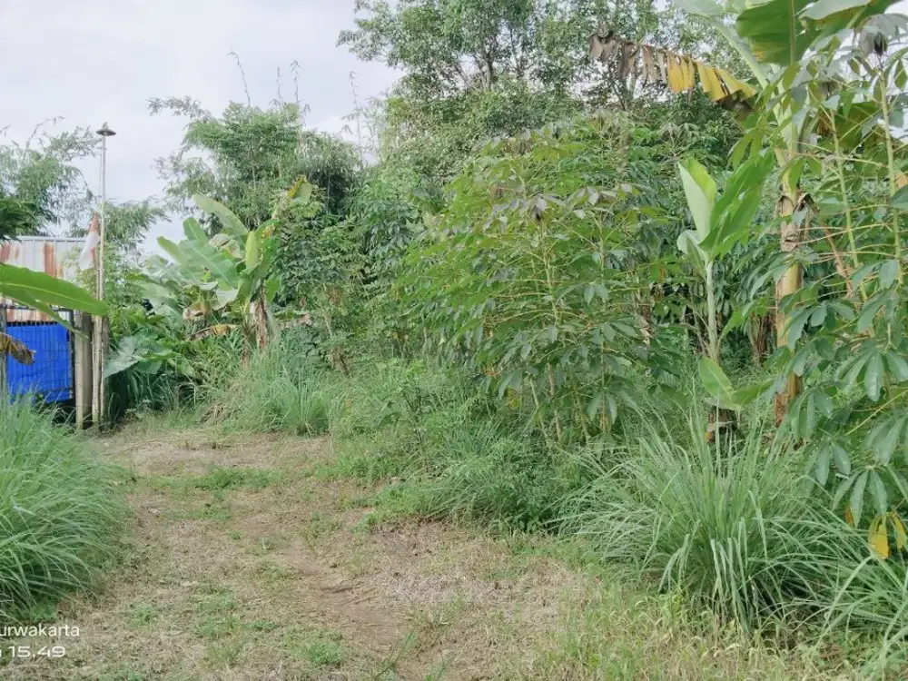 KEBUN DATAR   AKSES MOBIL  3 KM KE GT DARANGDAN.