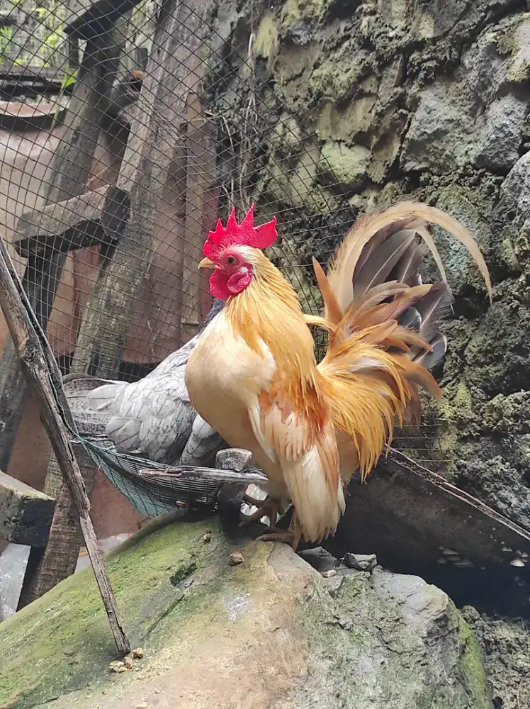 Kate sepasang sedang nelor betinanya