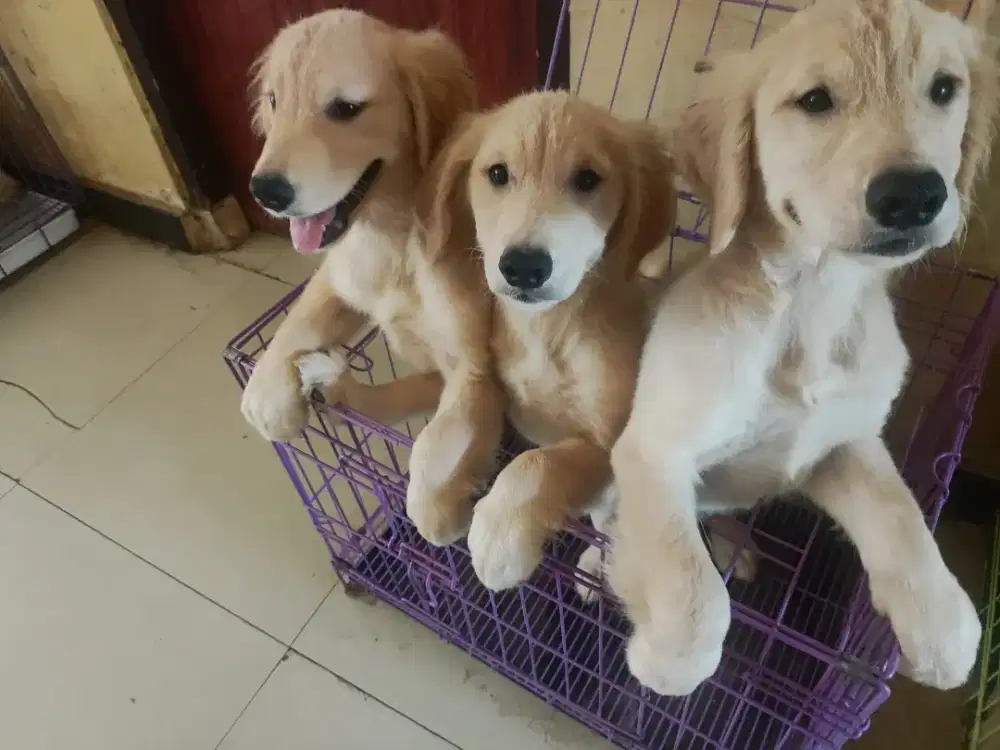 Puppy Golden Retriever Big Bone