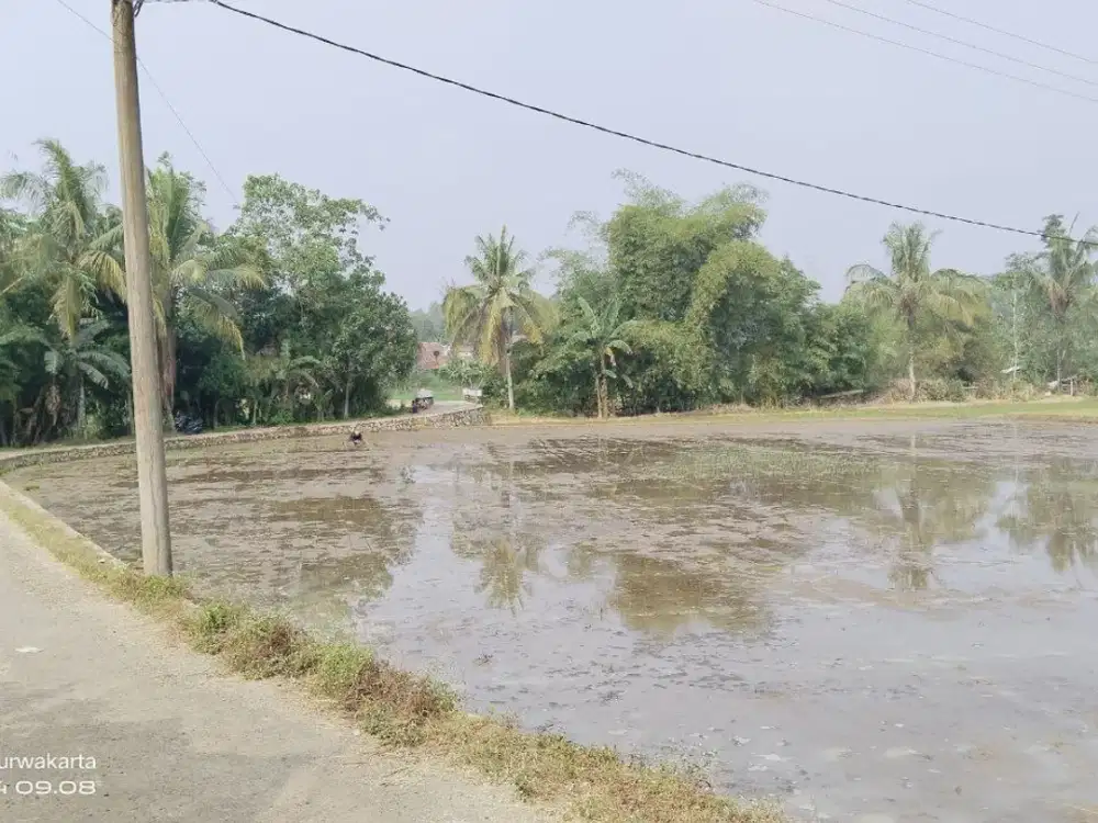 SAWAH PRODUKTIF  NAMPAK GUNUNG  AIR SUBUR 3X PANEN.