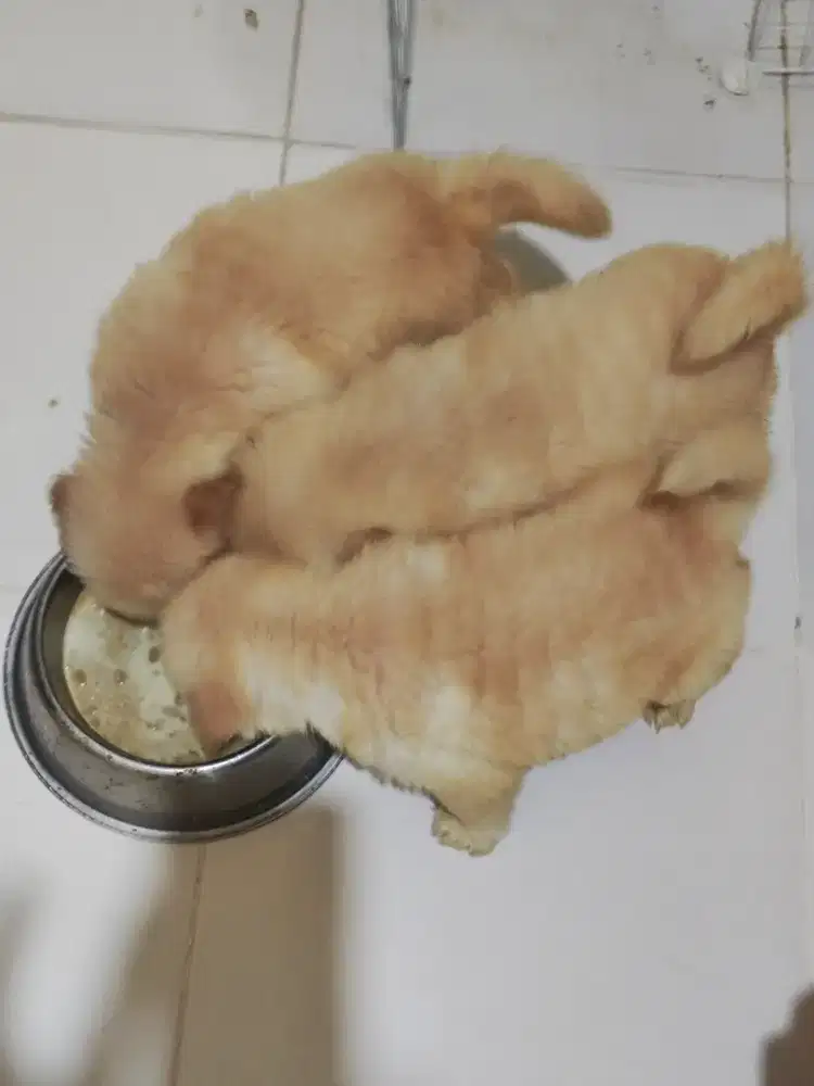 Puppy Golden Retriever Big Bone