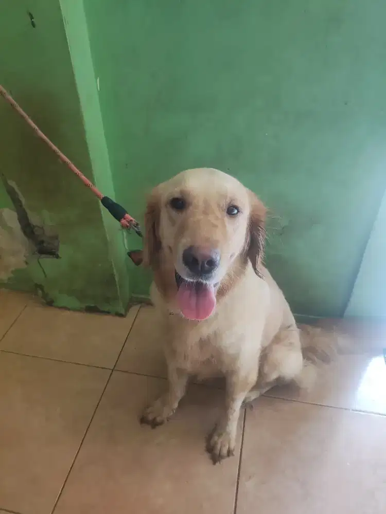 Indukan Golden retriever