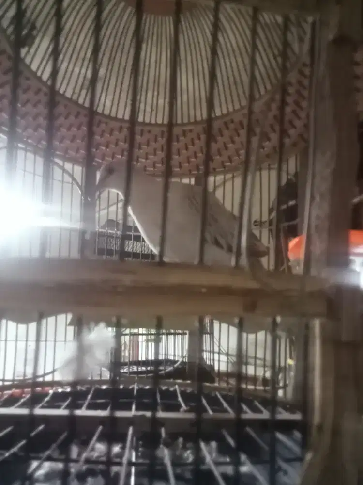 Silver gacor kuk 2 paten