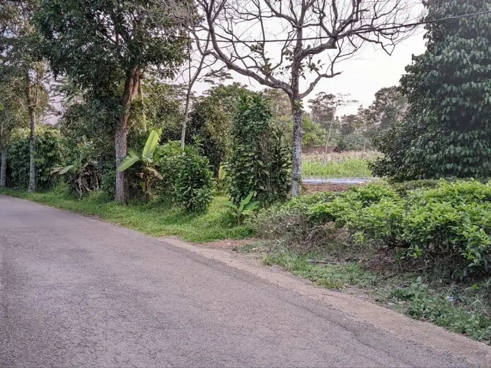 DIJUAL TANAH KEBUN TEH DAN MANGGIS DI KIARAPEDES WANAYASA