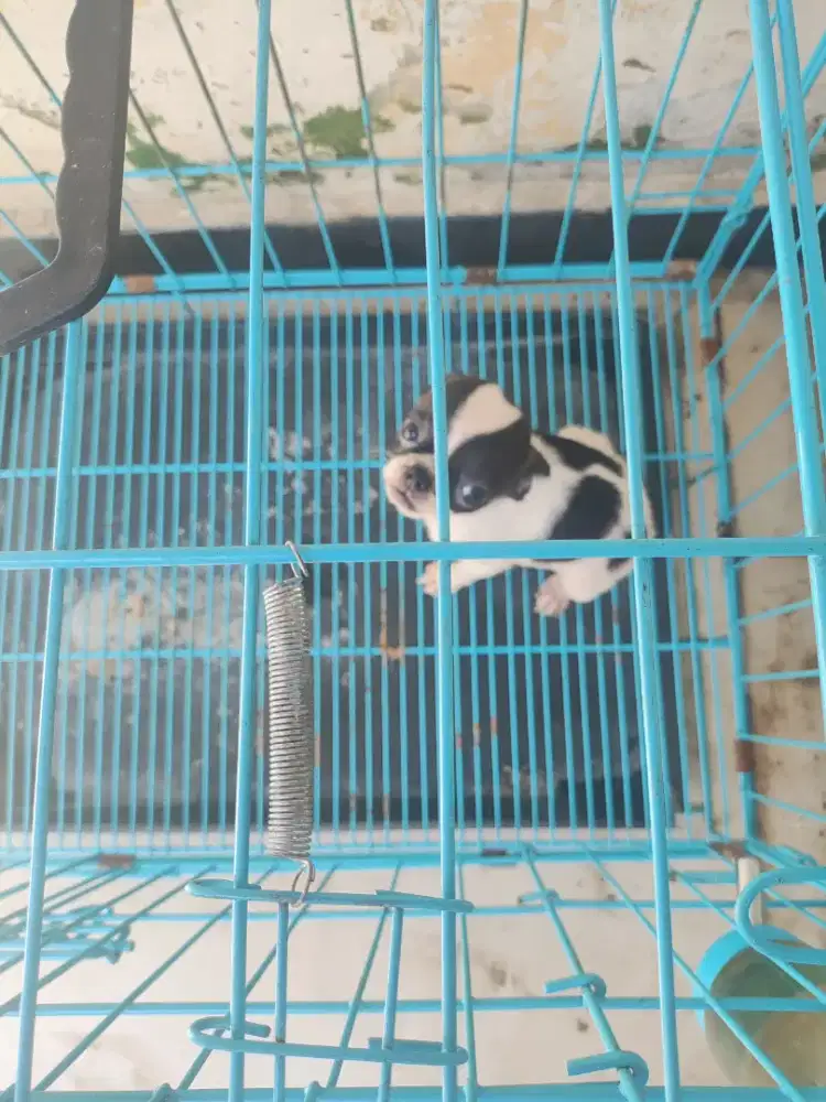 Puppy Chihuahua Apple Head