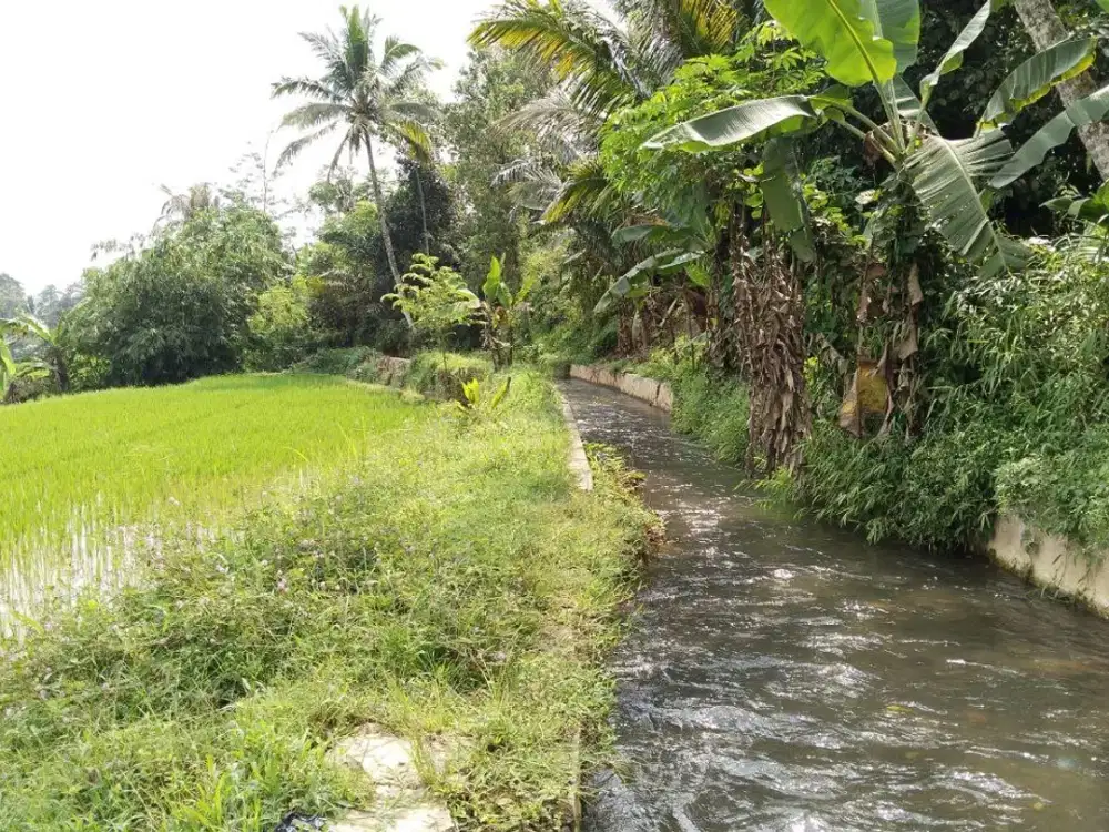 AIR MENGALIR TERUS  BESAR DAN BERSIH  || SAWAH PRODUKTIF