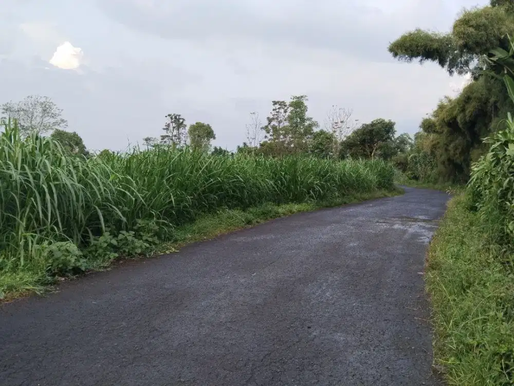 TANAH DATAR PINGGIR JALAN || DITANAMI RUMPUT PAKAN
