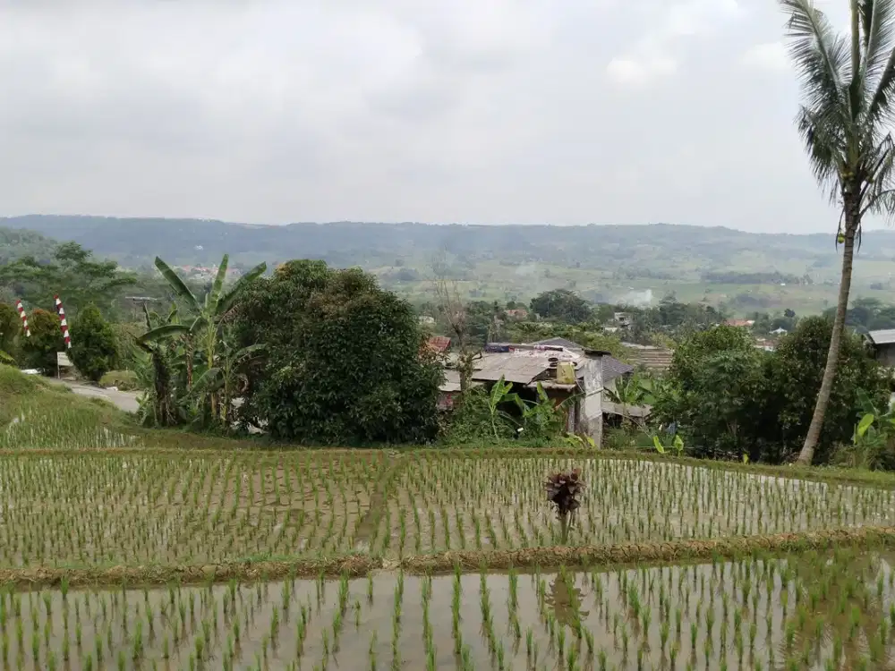 jual tanah sawah view bagus - di perkampungan kampung wisata