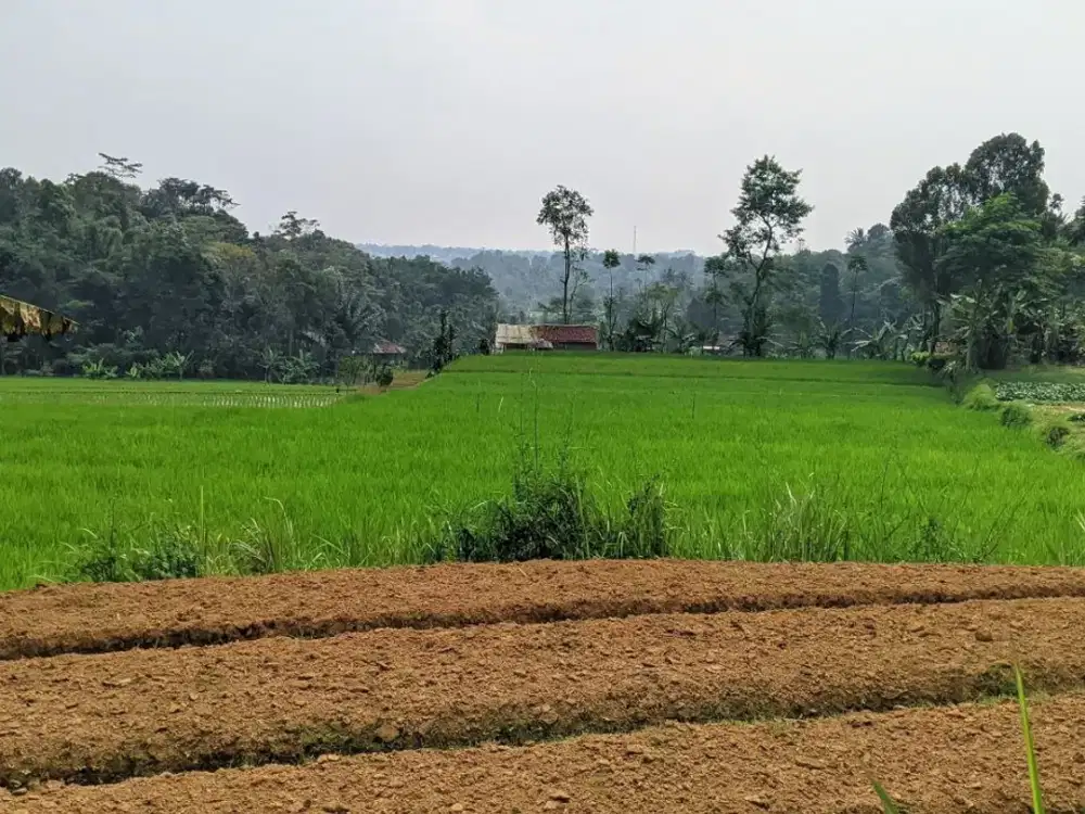 JUAL TANAH  SAWAH PRODUKTIF  MEMILIKI MATA AIR.