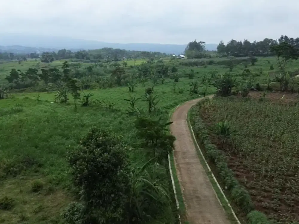 Tanah Peternakan Dan Perkebunan, Dekat Ke Jalan Provinsi