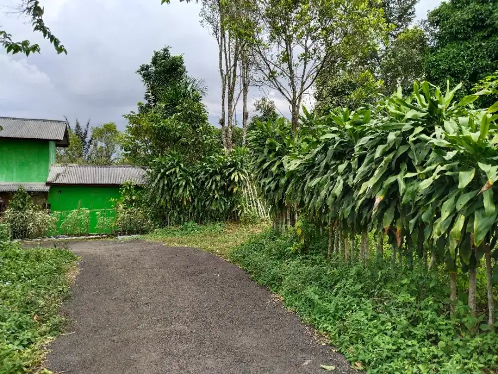 722 MDPL | KEBUN DURIAN, MANGGIS | TANAH BEKAS VILA WANAYASA PURWAKART