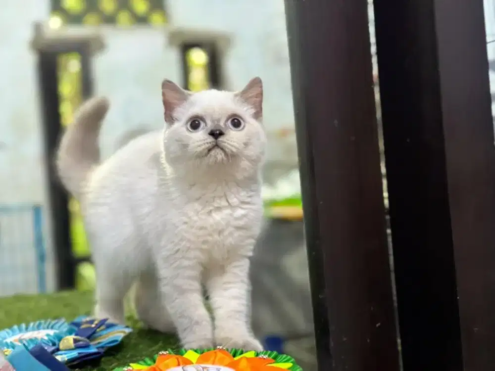 kucing bsh jantan 4 bulan