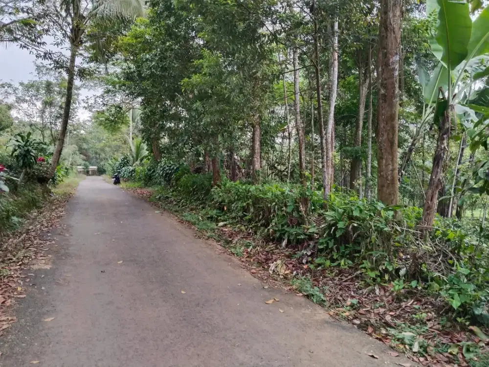 KEBUN NEMPEL KE KALI BERSIH - NEMPEL KE JALAN MOBIL/ JALAN HOTMIK