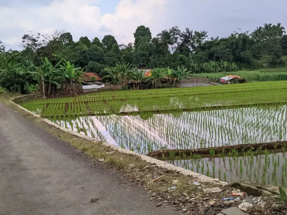 Jual Sawah Produktif | Air Mengalir | Pinggir Jalan Desa.