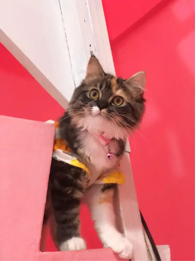 Open free adop yg penting penyayang