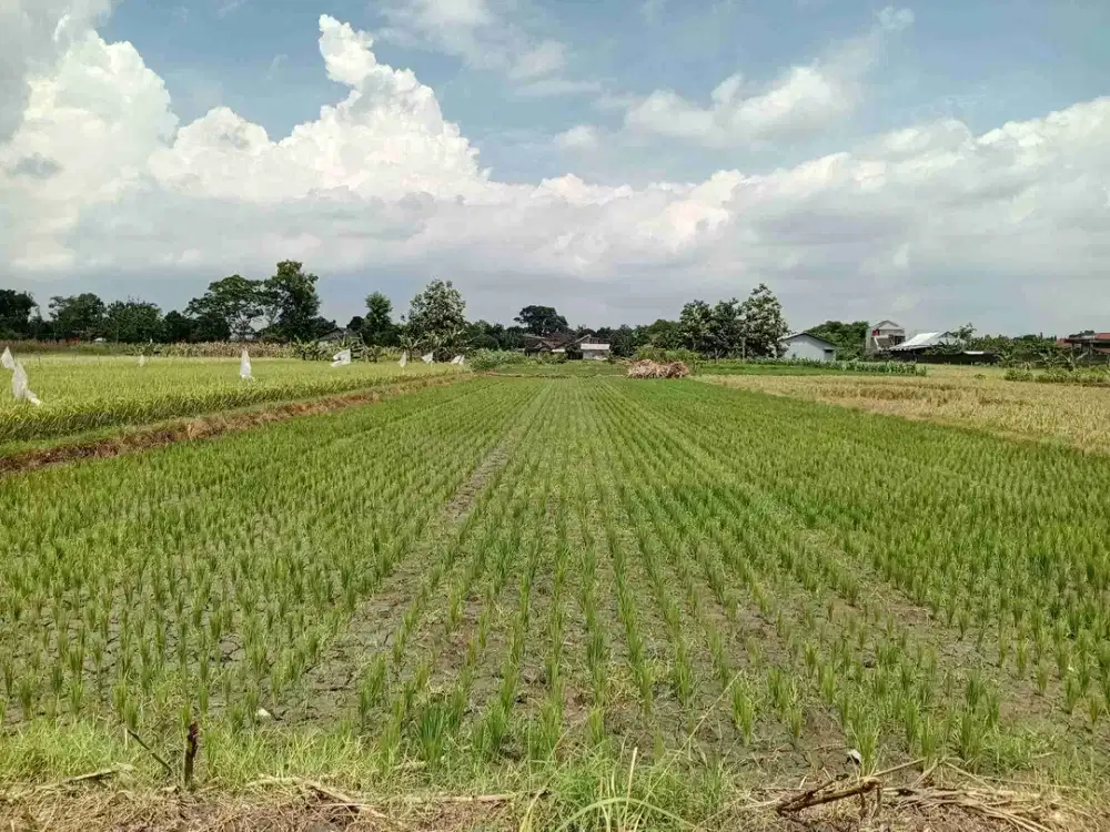 Jual cepat tanah zona hijau SHM bagus untuk investasi di Ngawen, Klaten