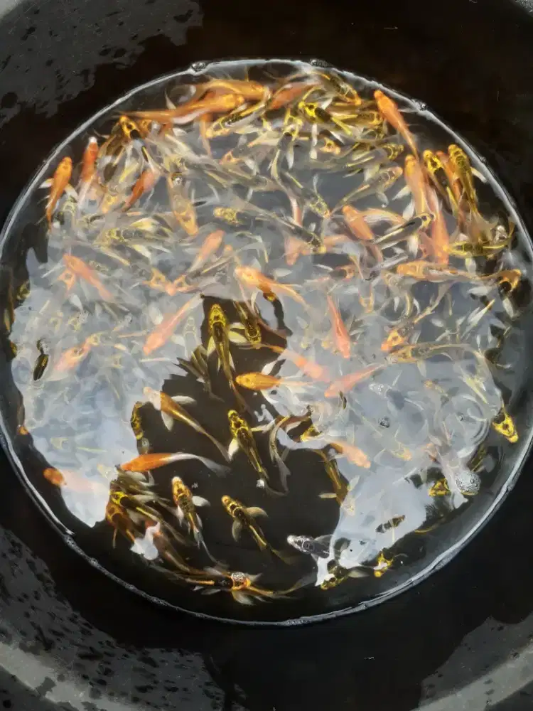 Jual koi slayer uk 10 12 cm paket 100 ekor