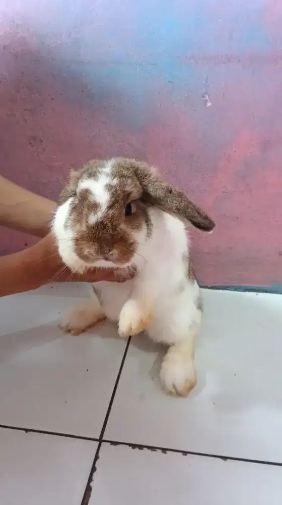 Kelinci hollandloop betina