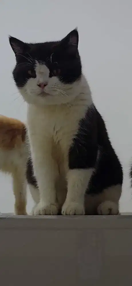 Kucing BSH pure black gendut lucu