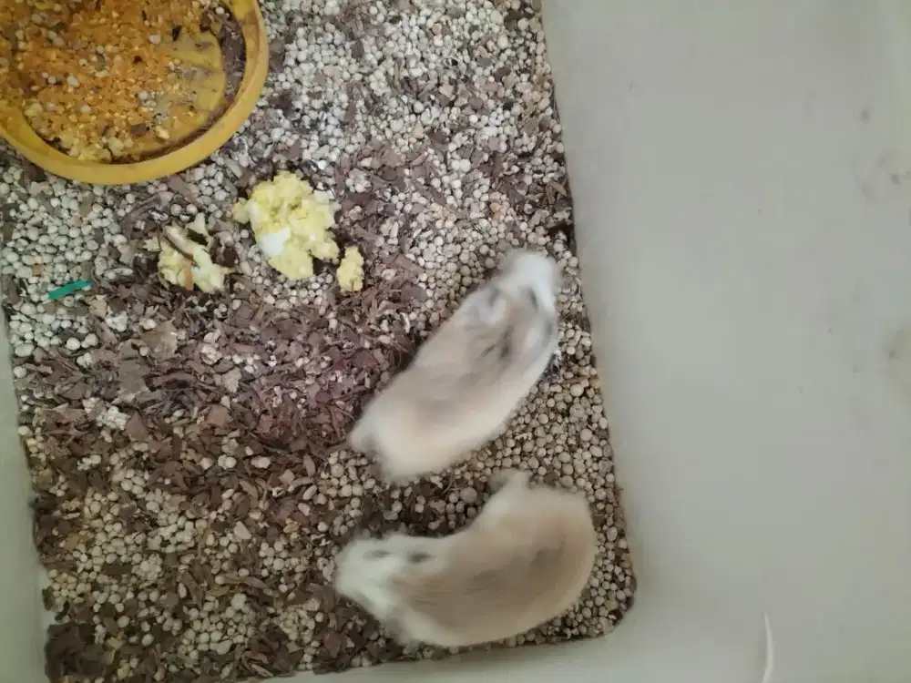 Hamster roborovski sepasang