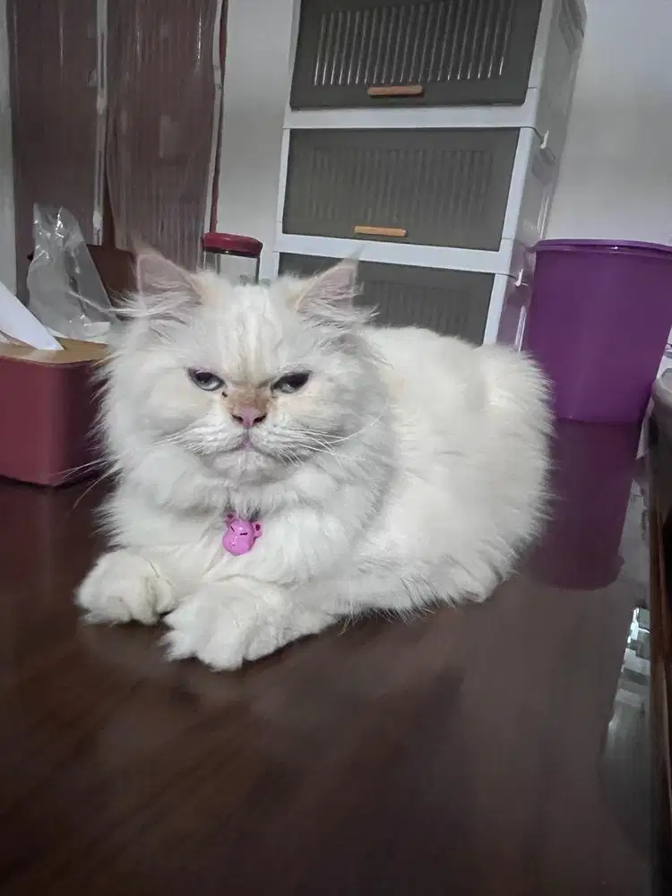Dijual kucing persia putih
