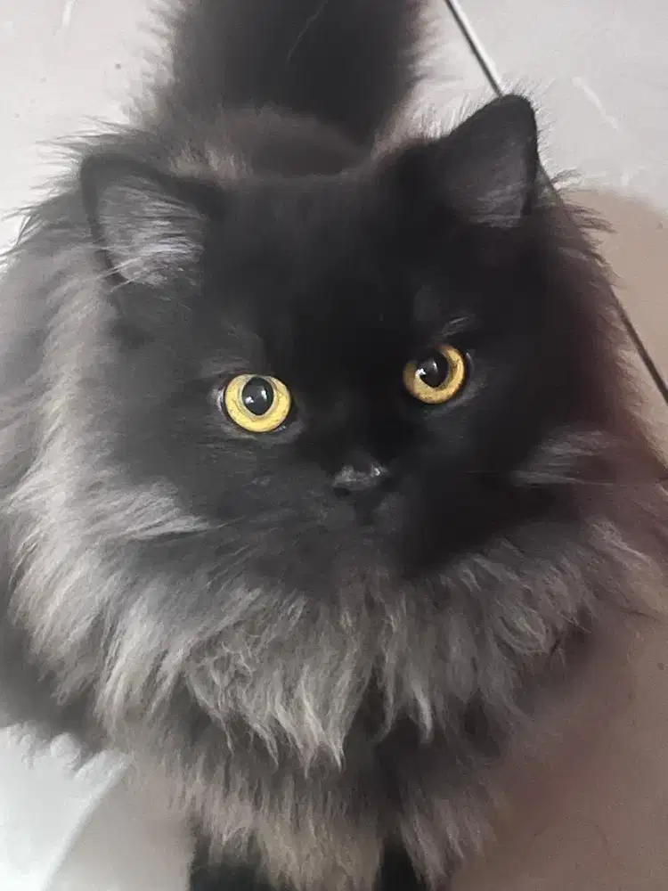 Dijual kucing persia black smoke