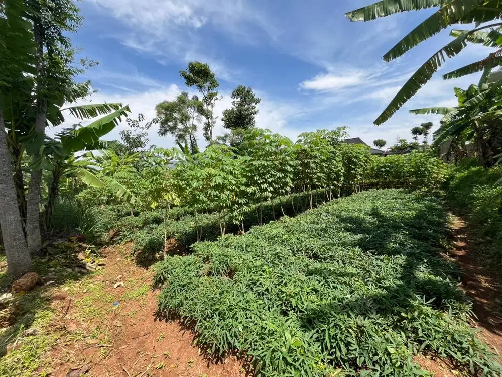 TANAH bisa untuk 3 kavling rumah