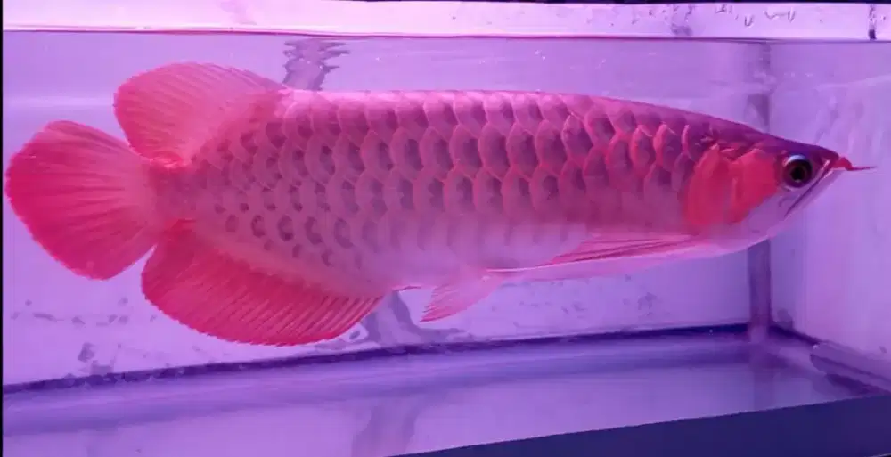 Arwana super red 40 cm