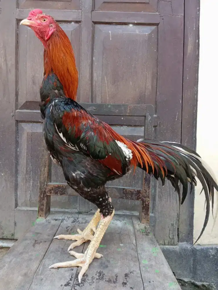 Ayam Bangkok Pakhoy Mangon Super Jalu