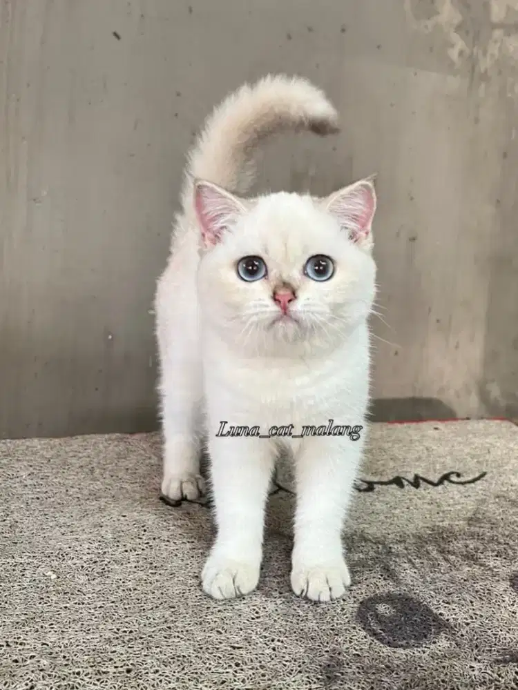 Kucing bsh silver point line import