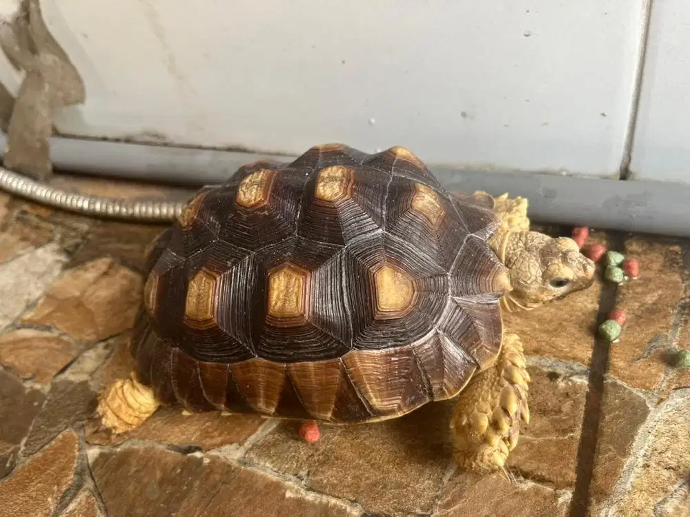 KURA KURA SULCATA SEHAT BANYAK BONUS