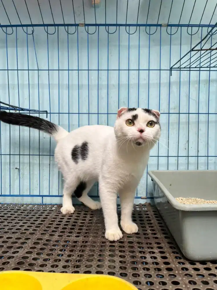 Kucing scottish fold